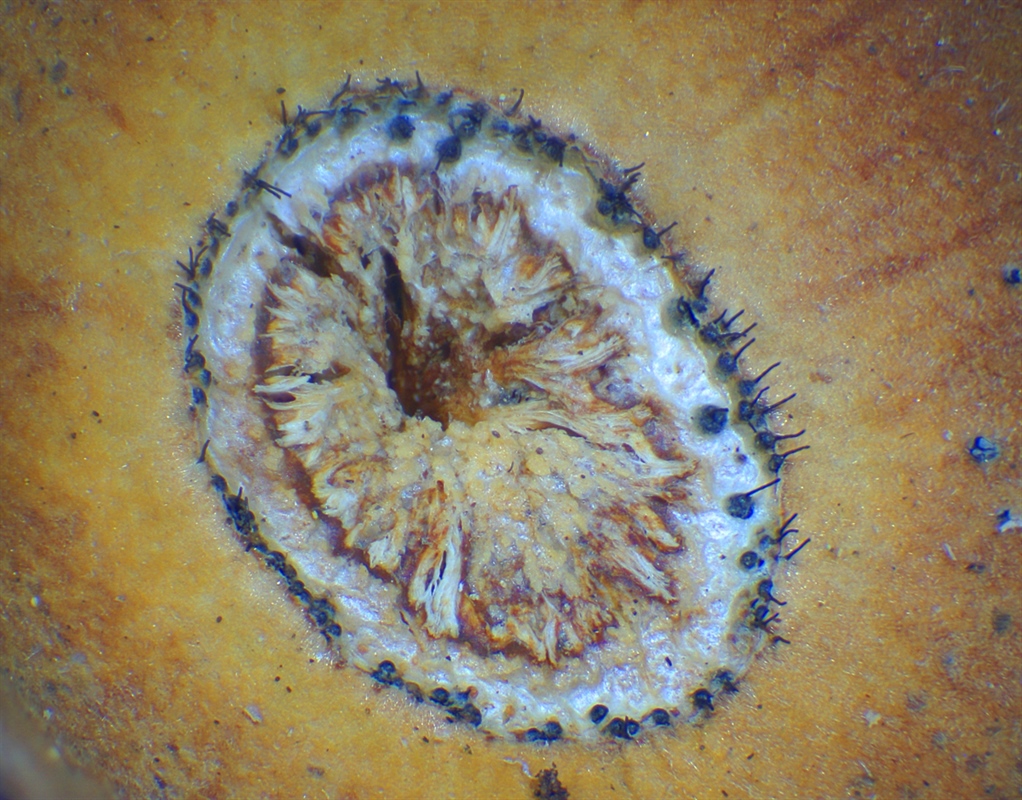 En Ophiostoma sp av ukjent art. For å finne ut hvilken art dette er må den dyrkes. Denne vokste inni cupulaen, den skålformede toppen, på en eikenøtt. Foto: Mathias Andreassen/Björn Nordén. 