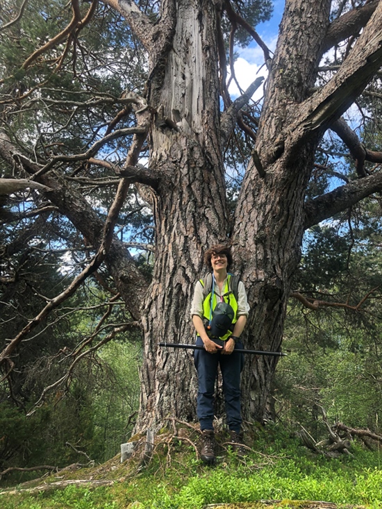 Store trær i Trøndelag! Foto: Kristin Odden Nystuen. 
