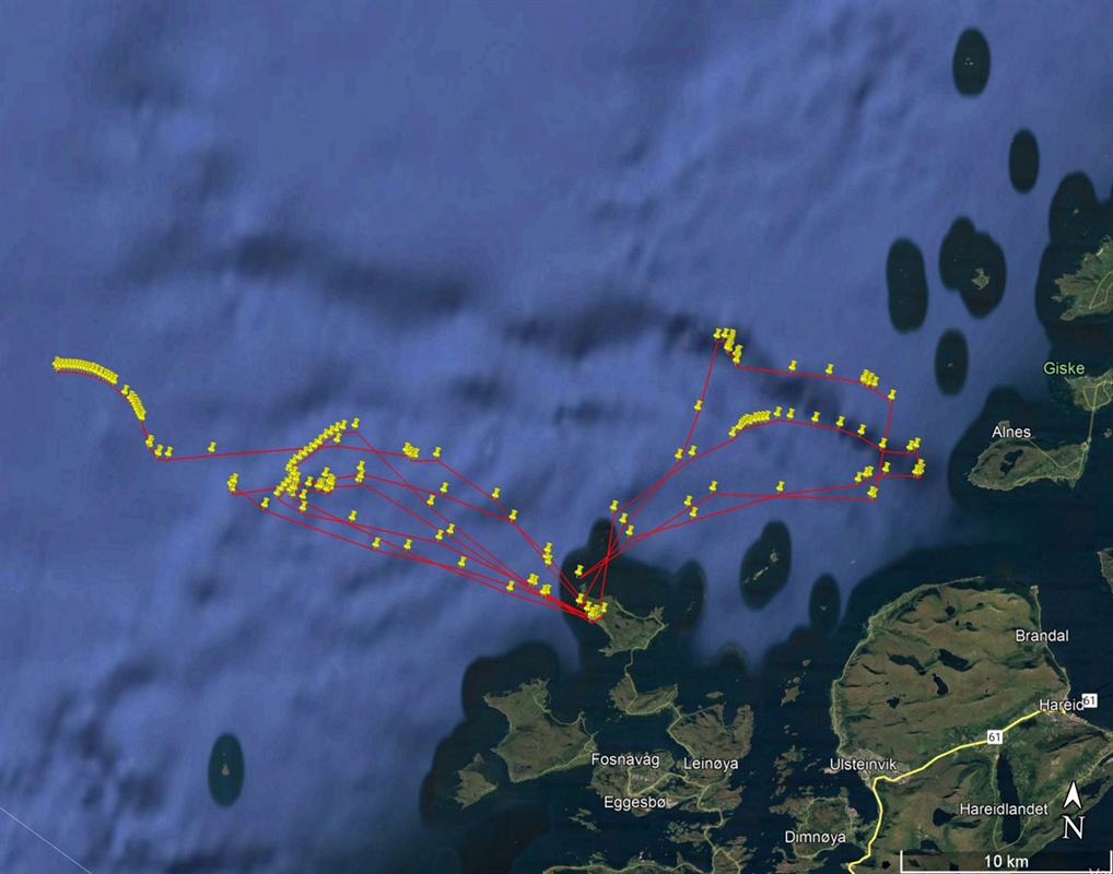 GPS-tracks from a breeding puffin on Runde. 