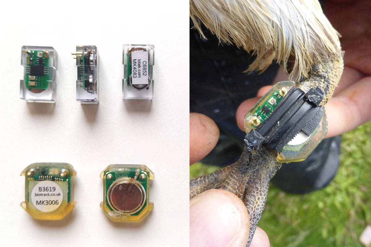 Different types of light loggers. Right: Light logger attached to the leg of a common guillemot.