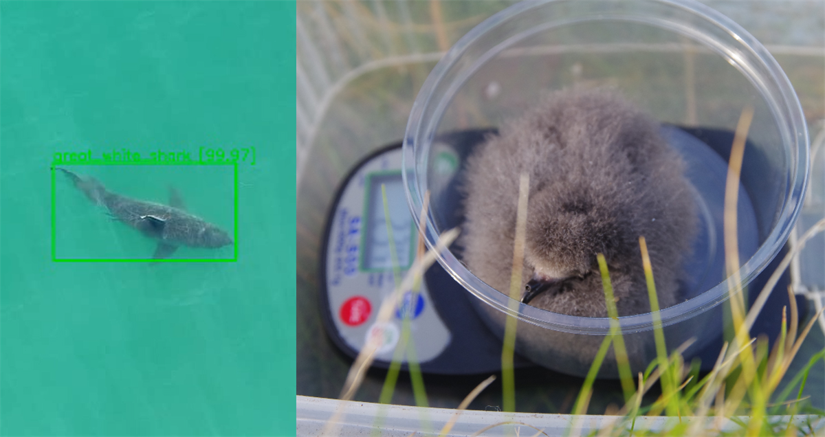 Left: Great white shark AI detection. Photo Credit: Benioff Ocean Initiative. Right: Storm petrel chick being weighed