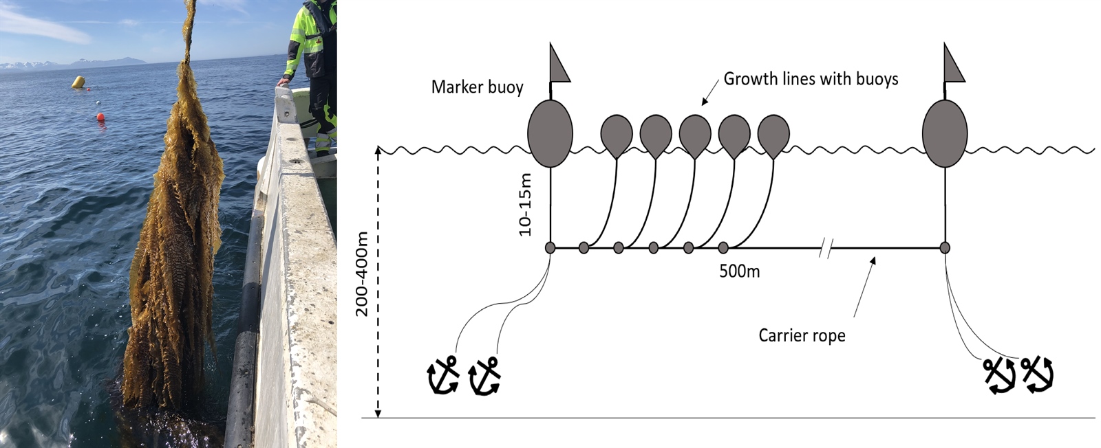 Left: Cultivation trials with sugar kelp that Sintef Ocean carried out in offshore conditions on the coast of Nordmøre (Photo: SINTEF Ocean). Right: Schematic drawing of a Macroalgal Cultivation Rig. (Modified from Bak et al 2018)