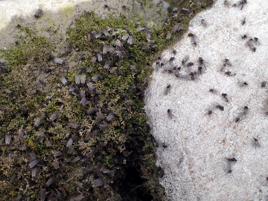 Svermende voksne (imago) gjendefluer ved elvebredden. Foto: Kjell Sandaas
