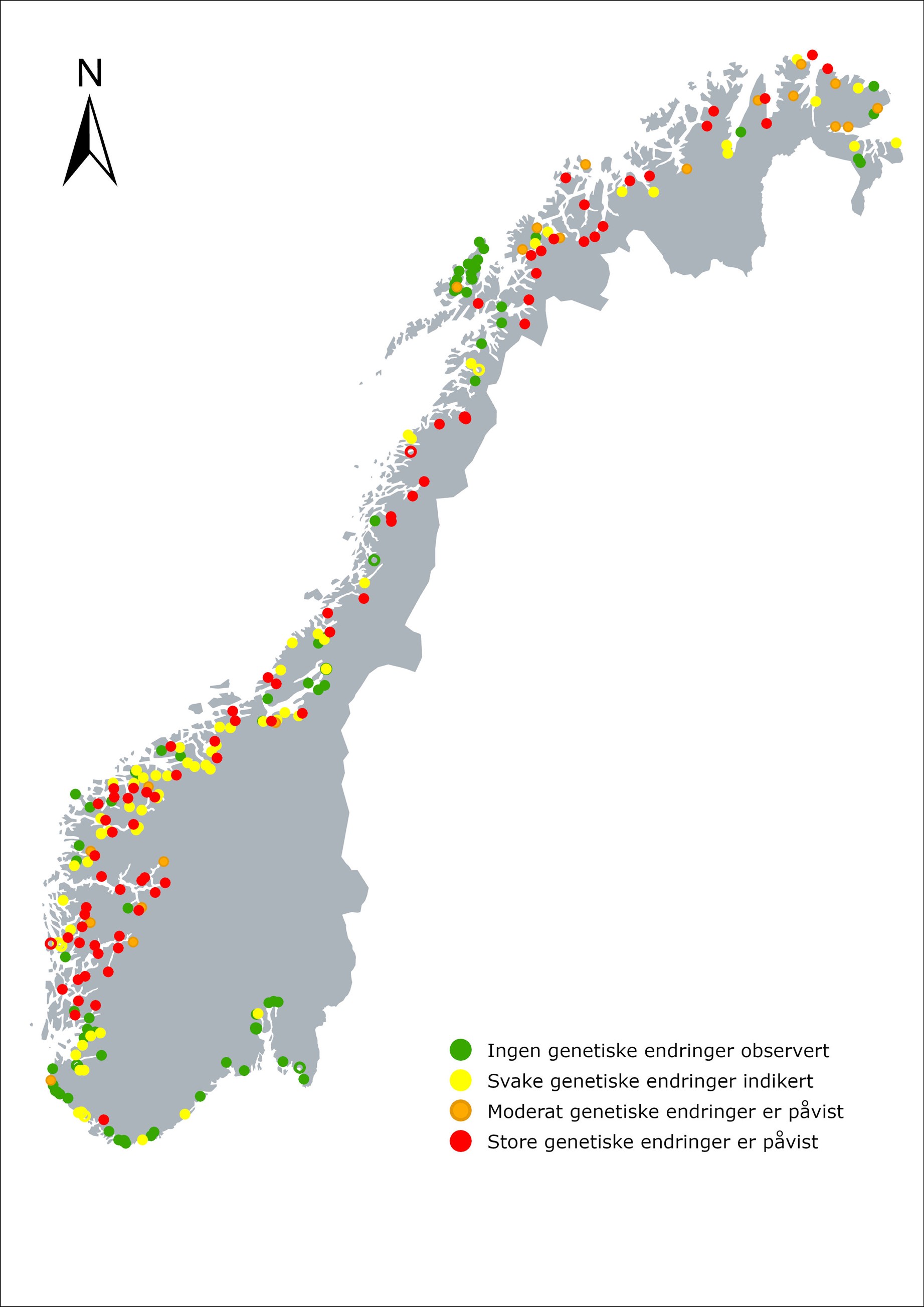 Genetisk status i 250 laksebestander ut fra grad av genetisk innkryssing av oppdrettsgener. Kart: Monica Ruano, NINA