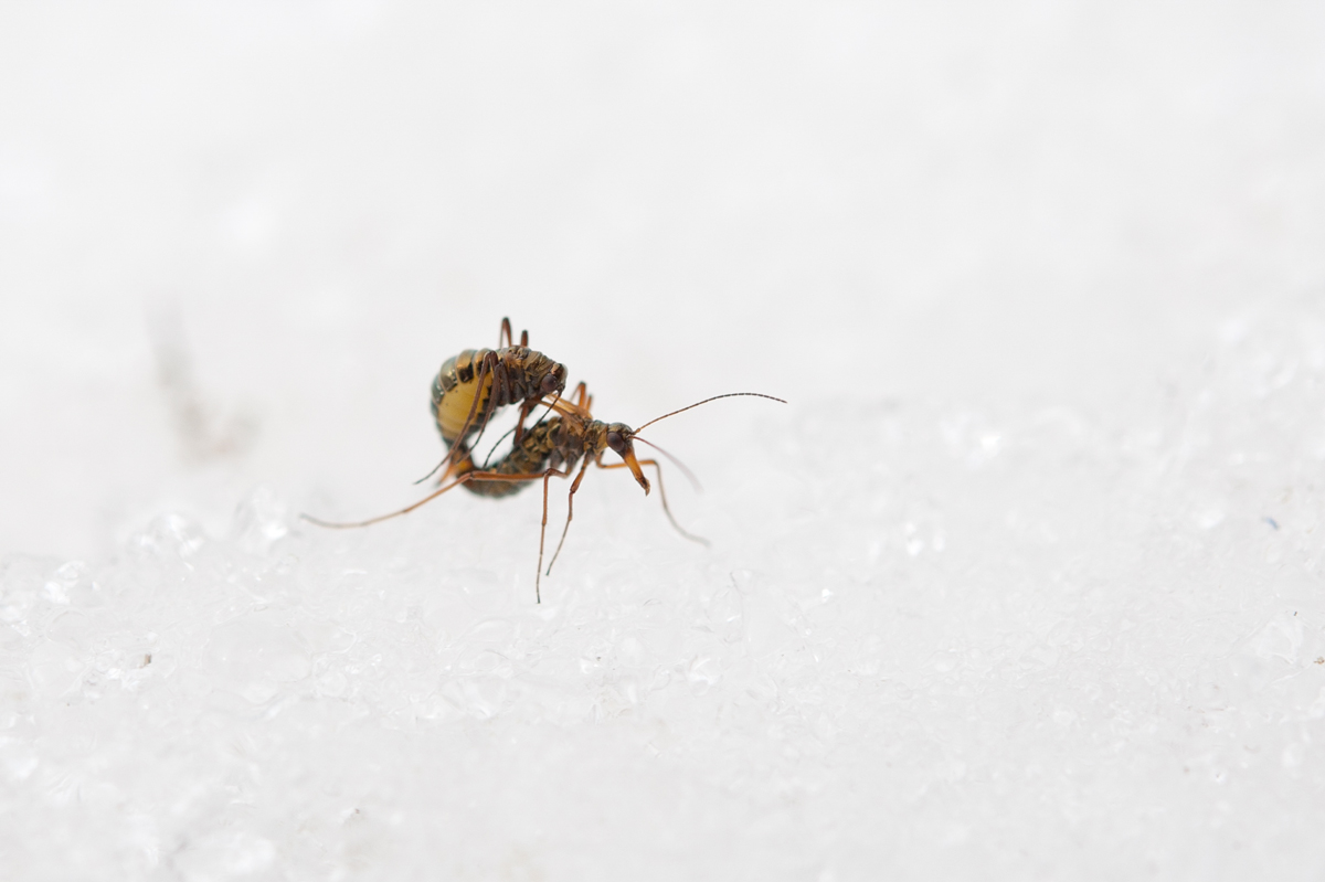 Kalde og nedbørsrike vintre slår positivt ut for insektene. Her to snønebbfluer (Boreus westwoodi) som parrer seg på snø i Soknedal i Trøndelag. Foto: Arnstein Staverløkk, NINA