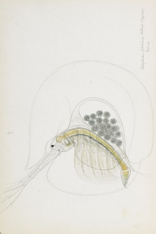Gelékreps (Holopedium gibberum), tegnet av den norske zoologen G. O. Sars, opprinnelige tegninger. Gelékreps er regnet som følsom for tilførsel av næringsstoffer.