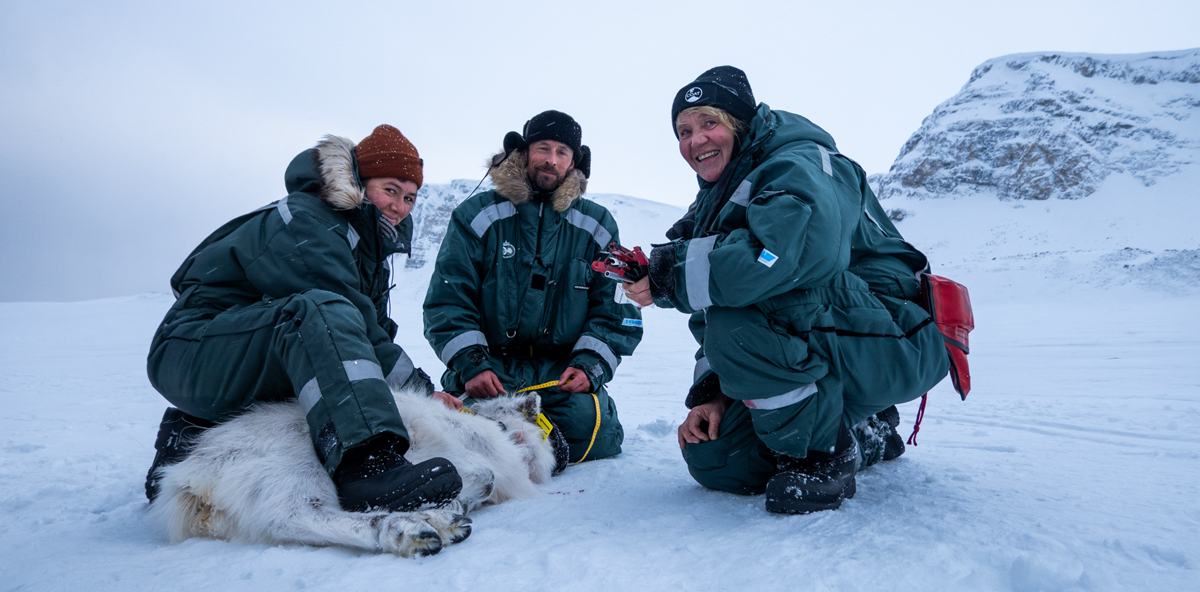 Tett samarbeid: Forskerne Larissa Beumer (UNIS), Brage Bremset Hansen (NINA) og Åshild Ønvik Pedersen (NP) er alle en del av COAT Svalbard. Foto: Trine Lise Sviggum Helgerud, Norsk Polarinstitutt