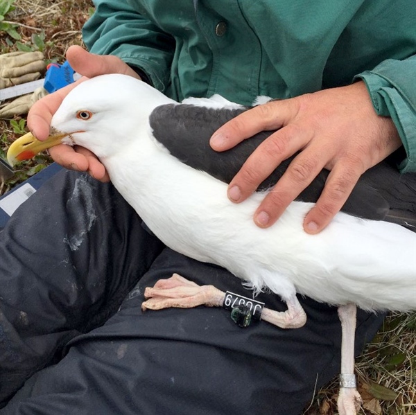 En voksen svartbak ringmerkes og utstyres med lyslogger som samler data som viser fuglens oppholdsområder gjennom vinterhalvåret. Foto © Tone K. Reiertsen