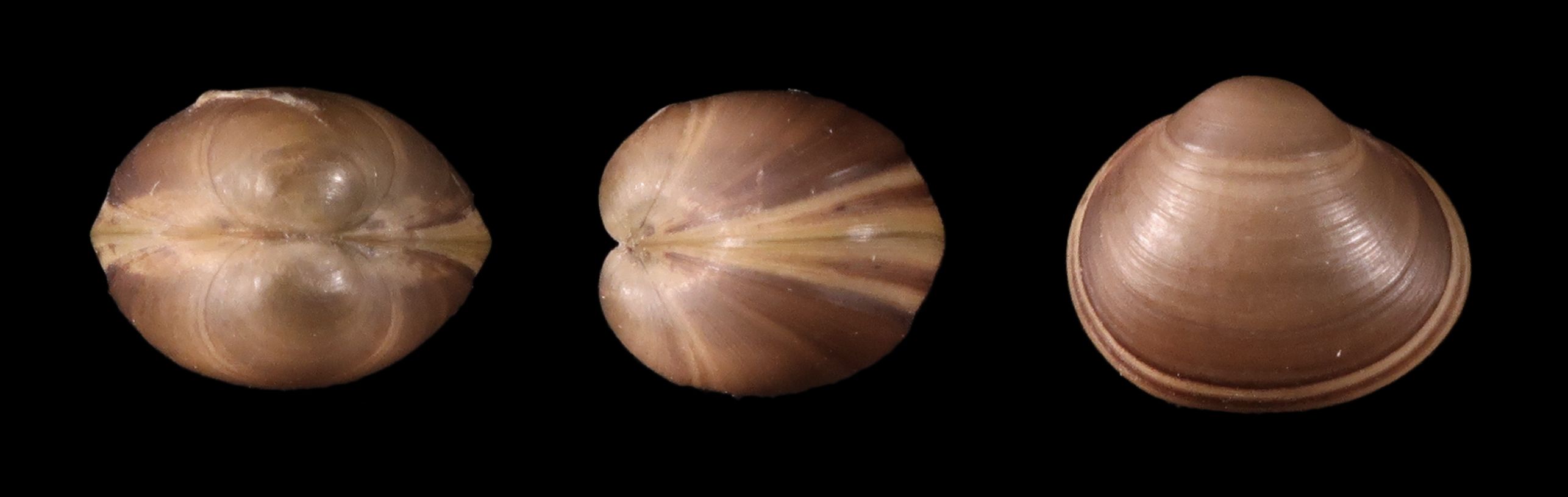 Sumpkulemusling (Sphaerium nucleus). Foto: Vincent Prié.