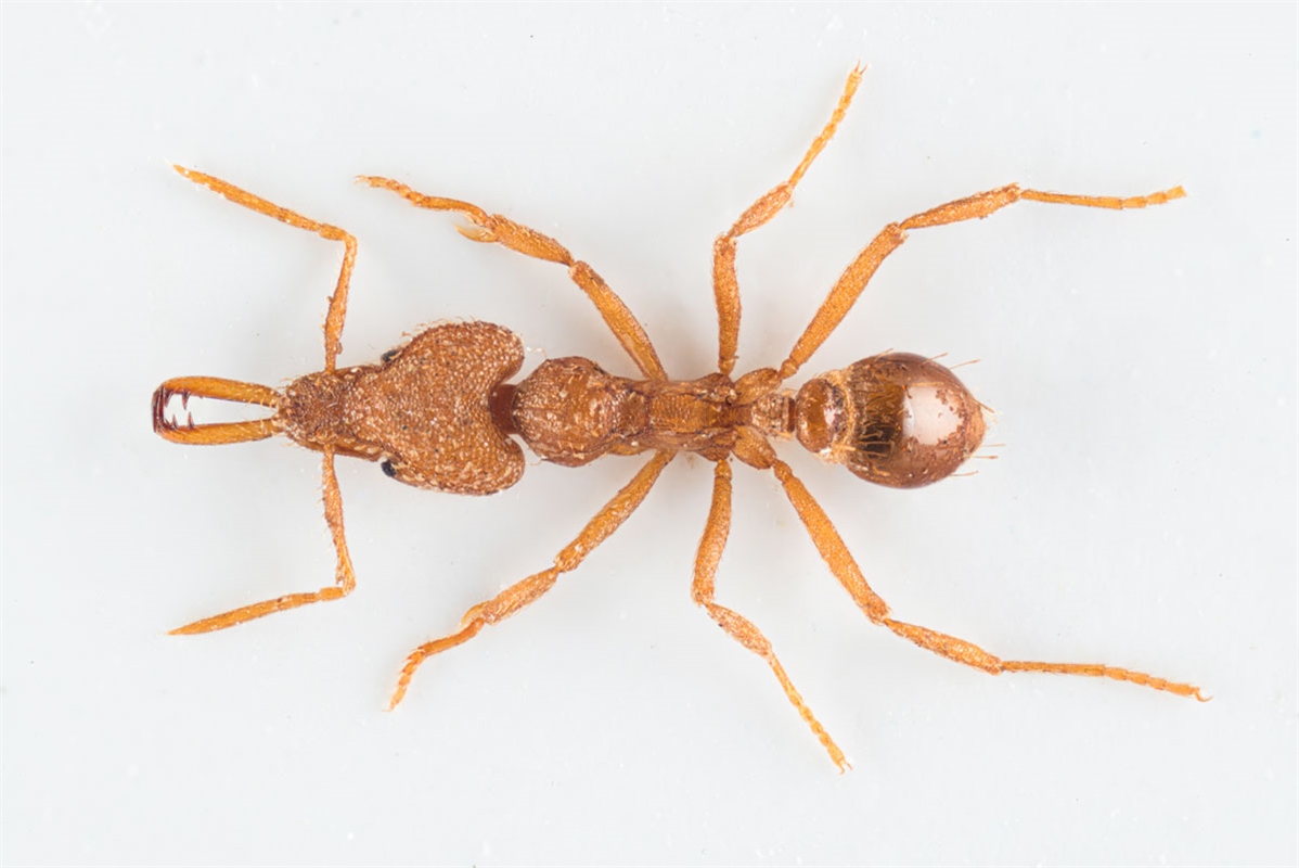 Strumigenys rogeri er en av flere fremmede maurarter som er kommet utilsiktet til landet med planter fra Costa Rica. Foto: Arnstein Staverløkk, NINA