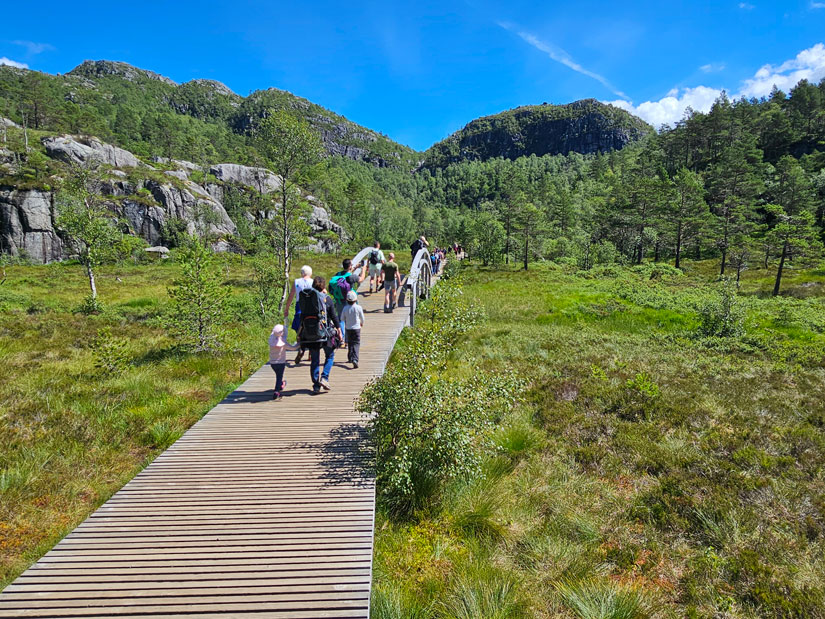 På veien opp mot Preikestolen er stien tilrettelagt for å skåne et myrparti. Foto: Helge Kjellevold.