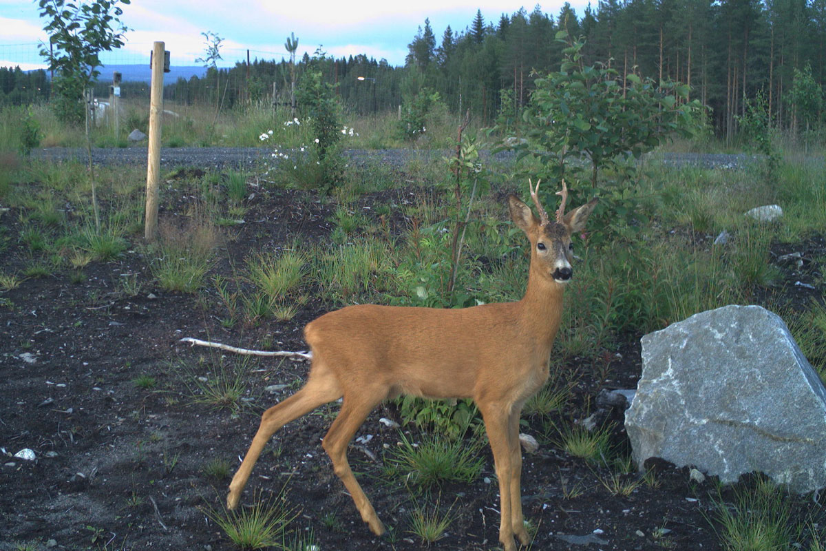 Rådyr bruker like gjerne underganger som overganger når de skal over veien. Foto: Viltkamera.nina.no