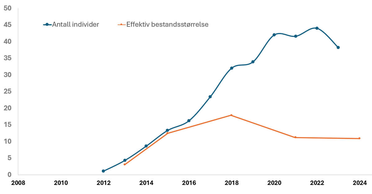 Den blå kurven viser estimat på antall voksne individer i Hardangervidda-bestanden, basert på fangst- gjenfangst av DNA. Den oransje kurven viser estimatet på effektiv bestandsstørrelse. Kilde: NINA 