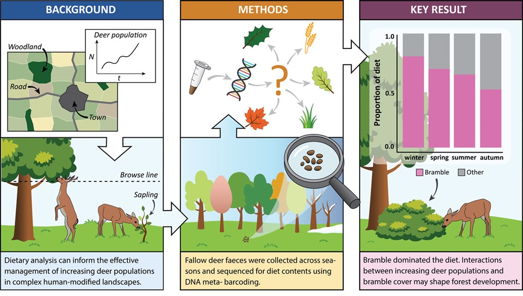 Graphical abstract by Line Cordes/NINA