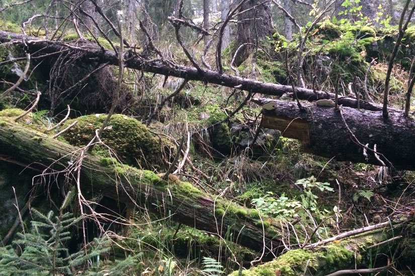 I kjernene av gammelskog i Østmarka finner vi død ved av mange slag. Rundt en fjerdedel av alle artene i skogen bruker død ved, og mange er helt avhengige av dette levestedet, deriblant mange truede arter. Foto: Egil Bendiksen