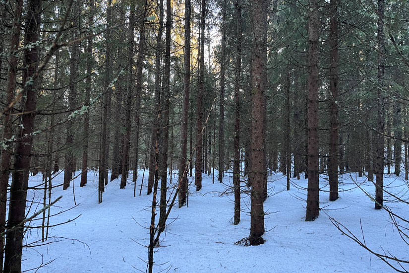 I Østmarka nasjonalpark er en del skogområder preget av tidligere intensivt skogbruk. Men med litt hjelp i form av skogrestaurering kan vi raskere få frem den varierte og artsrike skogen vi ønsker i en nasjonalpark. Foto: Egil Bendiksen.