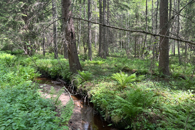 I Maigrasdalen finnes det rik sumpskog og høgstaudegranskog, men også dype grøfter som drenerer og forringer sumpskogen. Nasjonalparken har flere grøfta myrer og sumpskoger, der tetting av grøftene kan restaurere naturområdene. Foto: Egil Bendiksen