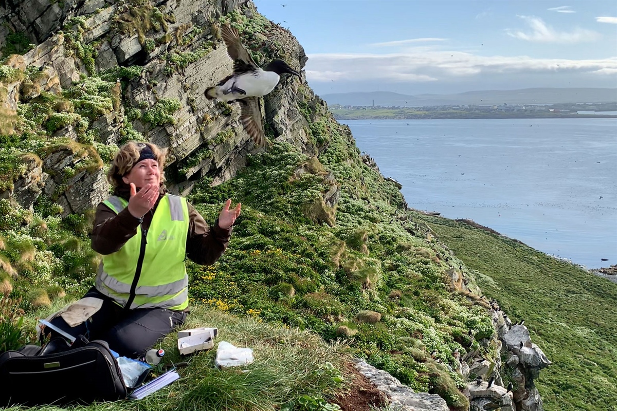 Tone Reiertsen at work high up on a bird cliff at Hornøya. Photo: Norwegian Institute for Nature Research