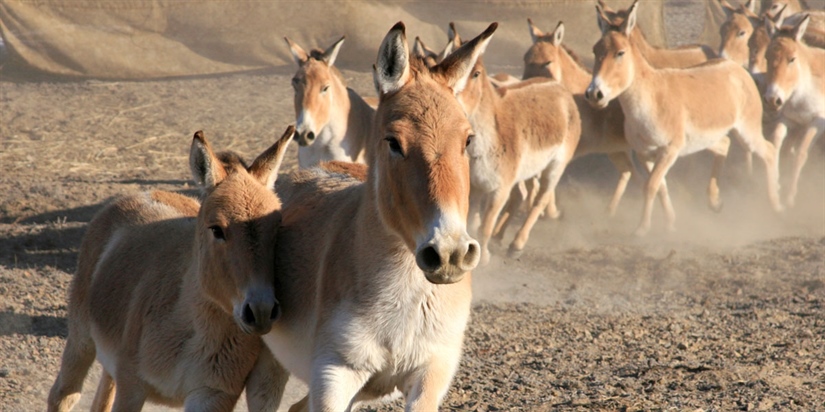 Kulan reintroduction to the Steppe of Central Kazakhstan