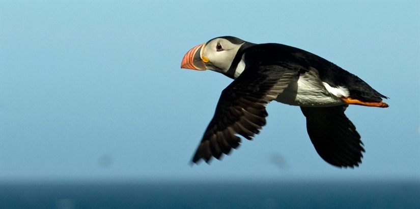 First estimates of body mass change between the breeding and wintering stage in Atlantic Puffins.