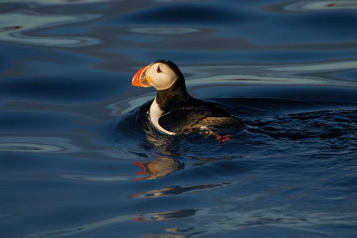 New Species of Puffin Evolved in Response to Climate Change