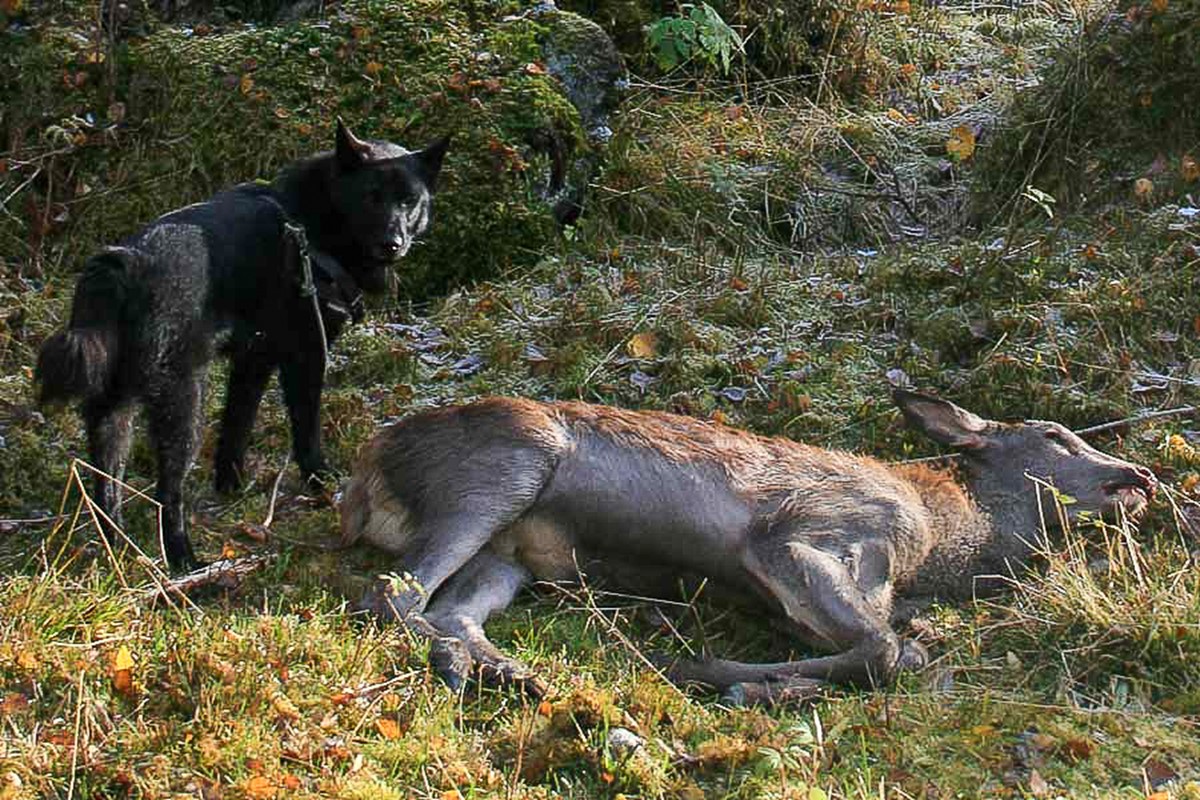 Hjortekalv og hund. Foto: Vebjørn Veiberg.