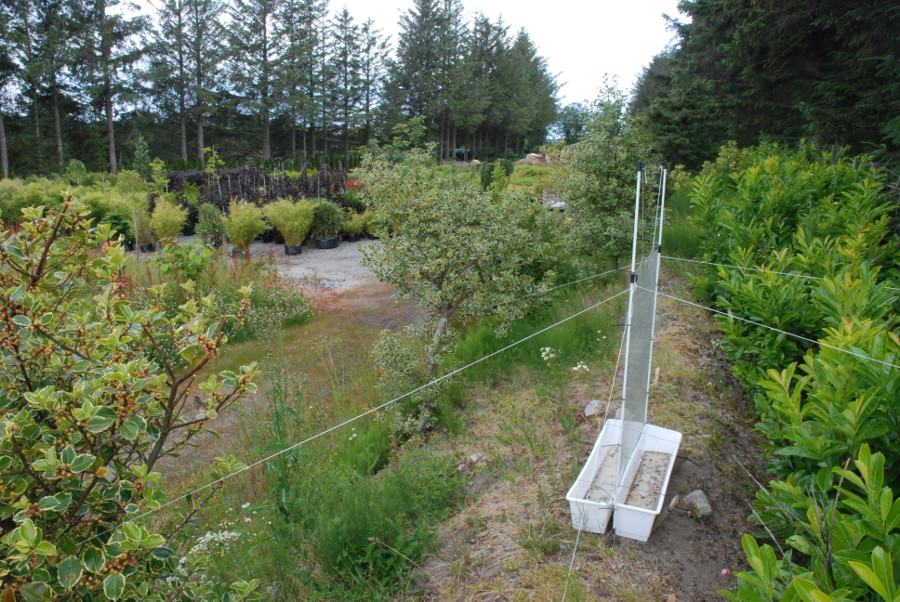 Nettingfelle for insektfangst montert i utkanten av et plantesenters utsalgsområde. Foto Oddvar Hansen.