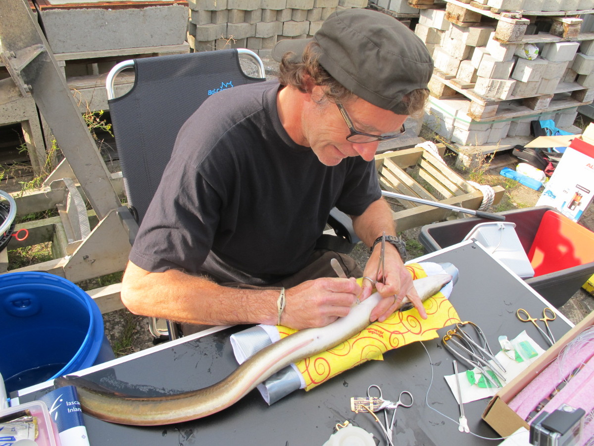 Forsker opererer inn PIT-merke på en ål. Foto.