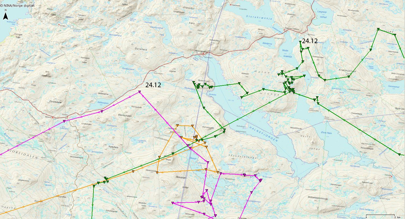 Kartet viser GPS-data fra en reinflokk som ikke klarte å krysse Rv7 på julekvelden i 2004. Kart © NINA/Norge Digitalt.  