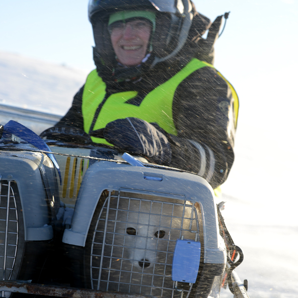 Adm dir Ellen Hambro i Miljødirektoratet sette ut kvalp nr 300 på Hardangervidda – Foto: Arild Landa