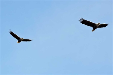 Norwegian sea eagle success in Ireland