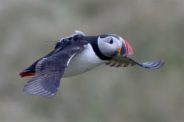 GPS-tracking of chick-rearing puffins reveals causes of population decline