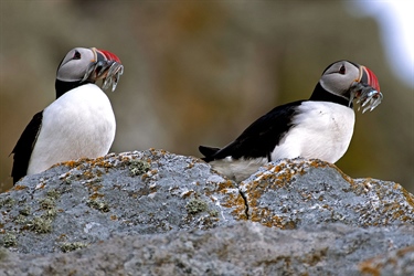 Seabirds consume higher proportions of fish stocks when prey abundance is low