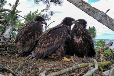 27 Norwegian white-tailed sea eagles successfully released in Ireland and Spain