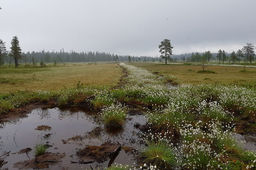 Hva mener det norske folket om restaurering av natur?