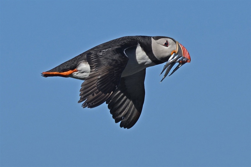 Changes in ocean temperatures contribute to a puffin population decline