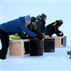 Norge, Sverige og Finland samarbeider om å bevare fjellreven i nord, og her slipper forskere fra de tre landene valper i Reisa Sør. Foto: David Bell