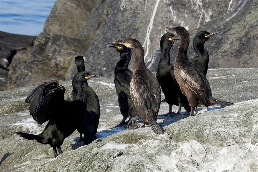 How to predict the foraging habitat of European shags