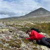 Forskningssjef Signe Nybø i NINA undersøker planter i Rondane med tanke på å måle radioaktivitet. Foto: Trond Nordtug