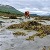 I sommer gjorde forskerne i C2C feltarbeid i Målselv, hvor de blant annet undersøkte hvordan bunndyr blir påvirket av både tidevann og ferskvann fra elva Målselv. Foto: Bodil Bluhm.