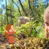 Gjennom prosjektet Huldrefortellinger får barn lære om sjeldne arter i norsk natur, gammel skog og tap av naturmangfold.