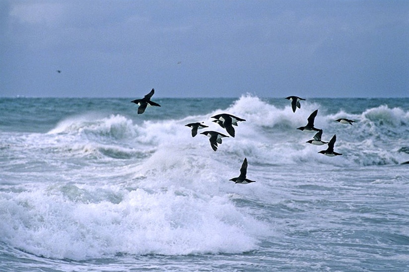 Er det stormene som tar livet av sjøfuglene?