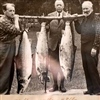 Morning catch, 17th of June 1939: This tweed-clad gentleman landed three monsters during the morning hours of a summer’s day in 1939, each weighing over 20 kilograms. Photo courtesy of Engelskhuset Syltebø. 