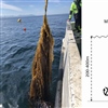 Left: Cultivation trials with sugar kelp that Sintef Ocean carried out in offshore conditions on the coast of Nordmøre (Photo: SINTEF Ocean). Right: Schematic drawing of a Macroalgal Cultivation Rig. (Modified from Bak et al 2018)