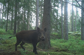 Færre villsvin skutt i Norge