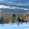 Elg i Trøndelag er merket, blant annet for å se hvilke områder elgen bruker. Data viser at den beveget seg over lengre avstander da landet var stengt ned som følge av COVID-19. Foto: Christer Moe Rolandsen, NINA 