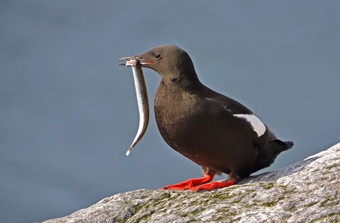 Variable foraging patterns among black guillemots