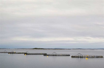 Ny vurdering av lakseluspåvirkning på vill laksefisk i Trafikklyssystemet