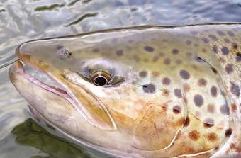 Large-scale mapping shows Salmon lice push sea trout towards crisis