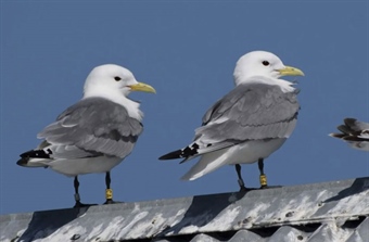 New status indicator for seabird populations